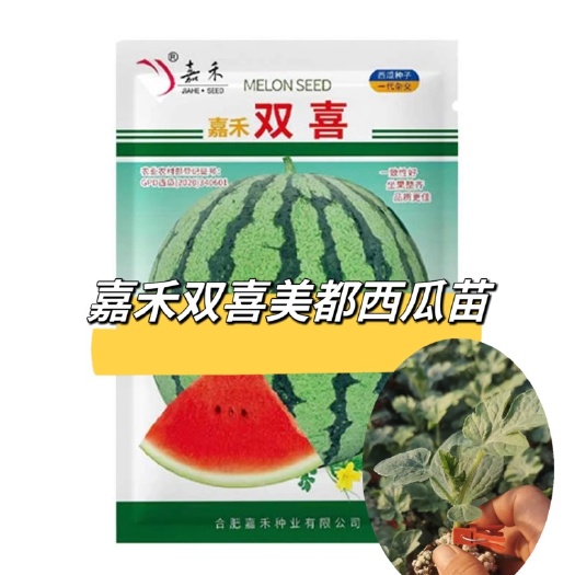 嘉禾双喜美都西瓜苗 嫁接苗 穴盘苗易管理商品性强