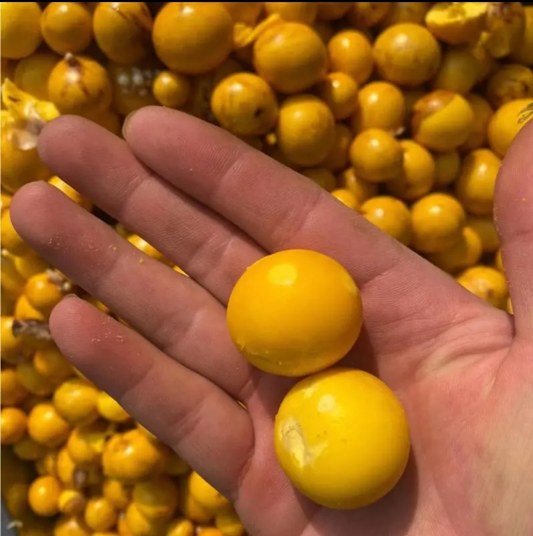 新鲜鸡蛋蛋黄喂牛羊鸡鸭鹅喂狗猫鸟美毛亮毛补钙卵饲料