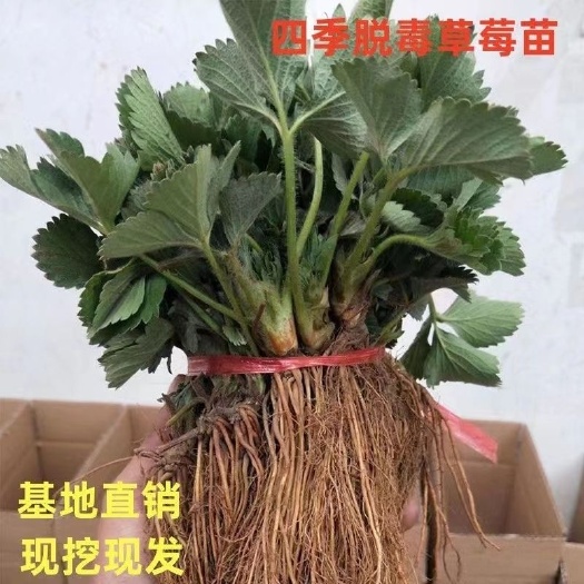 平邑县美十三草莓苗
