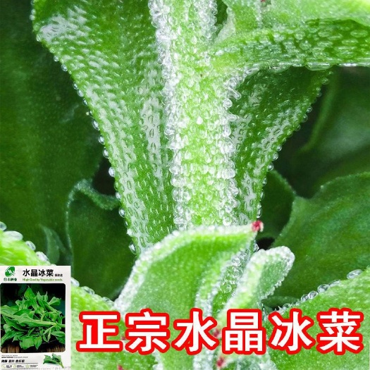 冰菜种子四季多年生冰草种子水晶冰菜种籽庭院蔬菜种子野菜种子孑