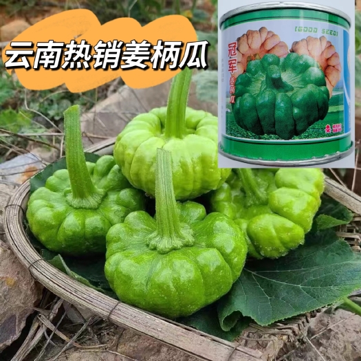 正品姜柄瓜种子云南特产早熟新品种南瓜种籽柿饼状扁圆姜饼瓜种子