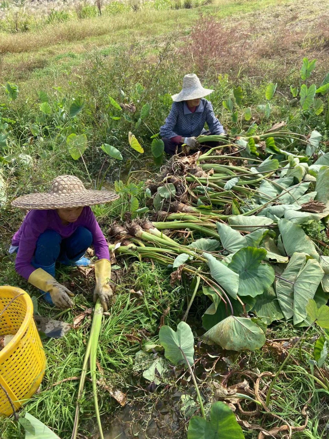 【现挖现发】广西荔浦新鲜大芋头粉香芋蔬菜批发