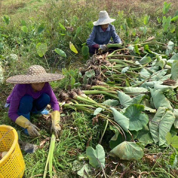 【现挖现发】广西荔浦新鲜大芋头粉香芋蔬菜批发