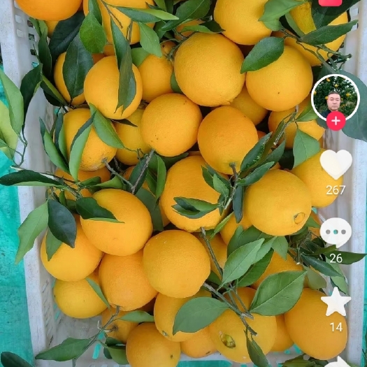 信丰县脐橙