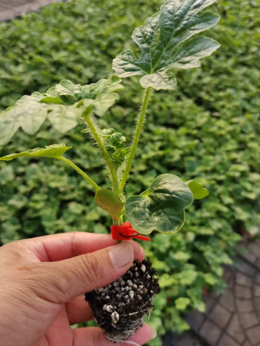 嘉禾双喜美都西瓜苗 嫁接苗 穴盘苗易管理商品性强