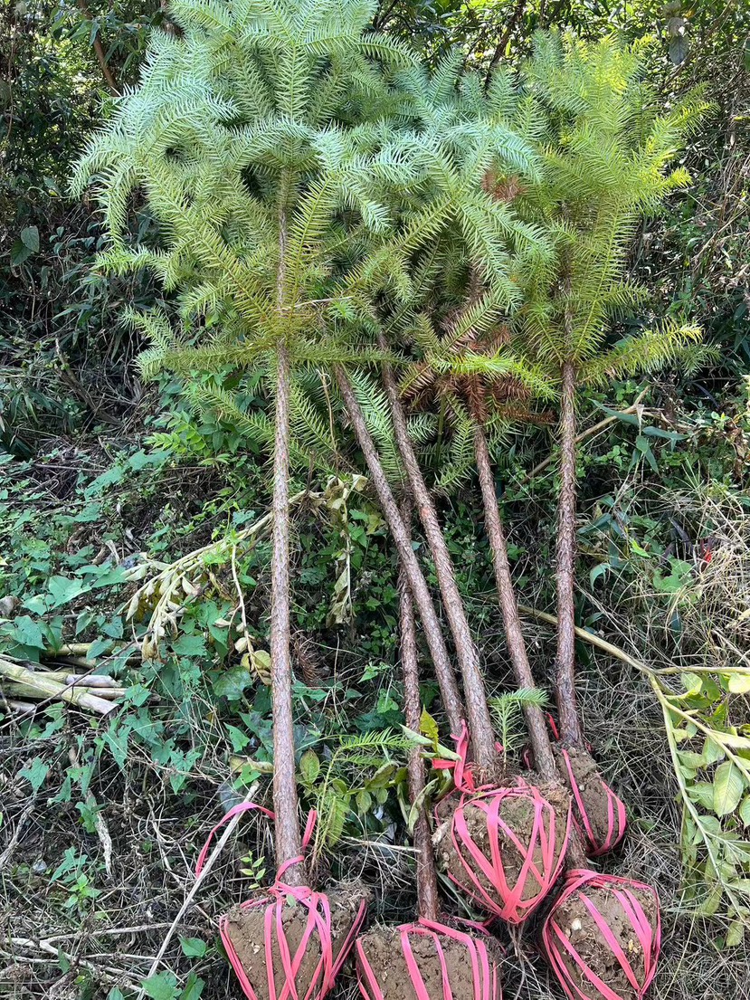 刺杉苗，杉树苗，杉毛树