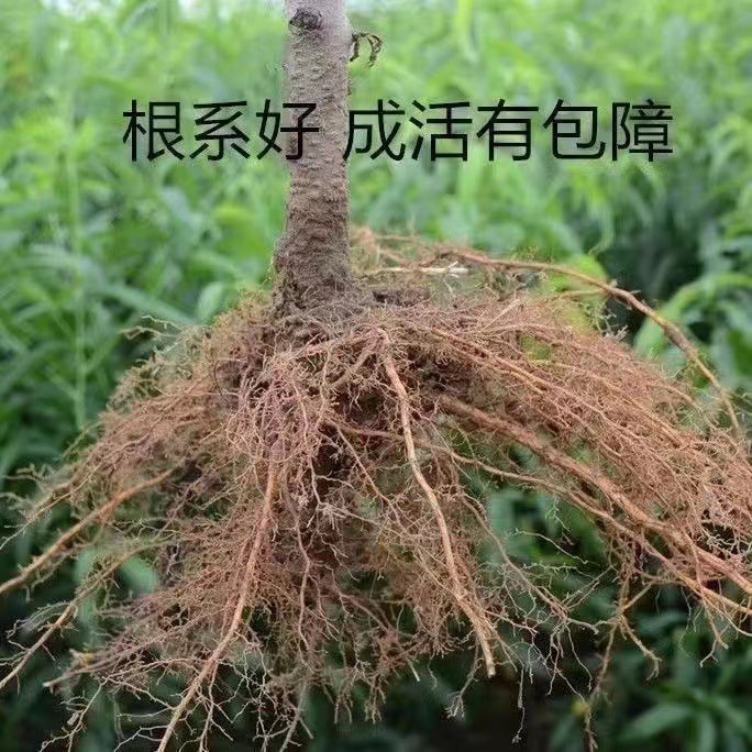 五月红桃树苗嫁接桃苗南北方种植基地现挖现发盆栽地栽当年结果苗