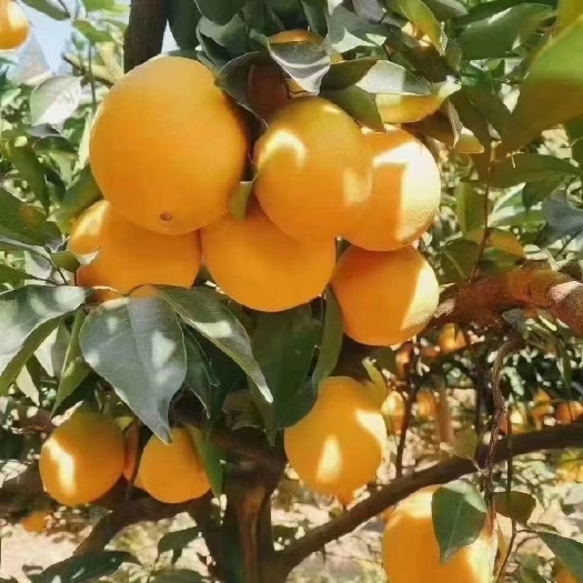 脐橙