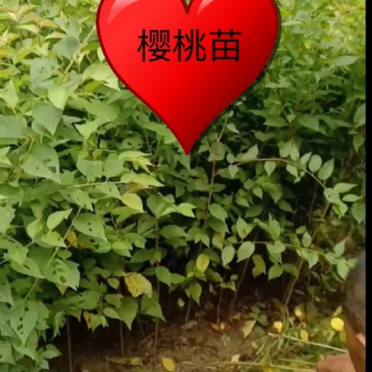 宁强县樱桃苗