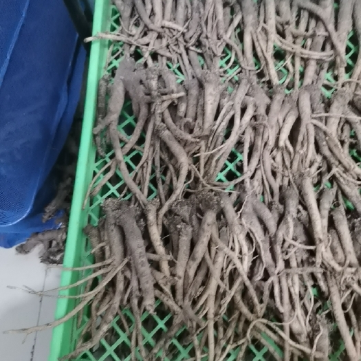 寿阳县山西璐党参