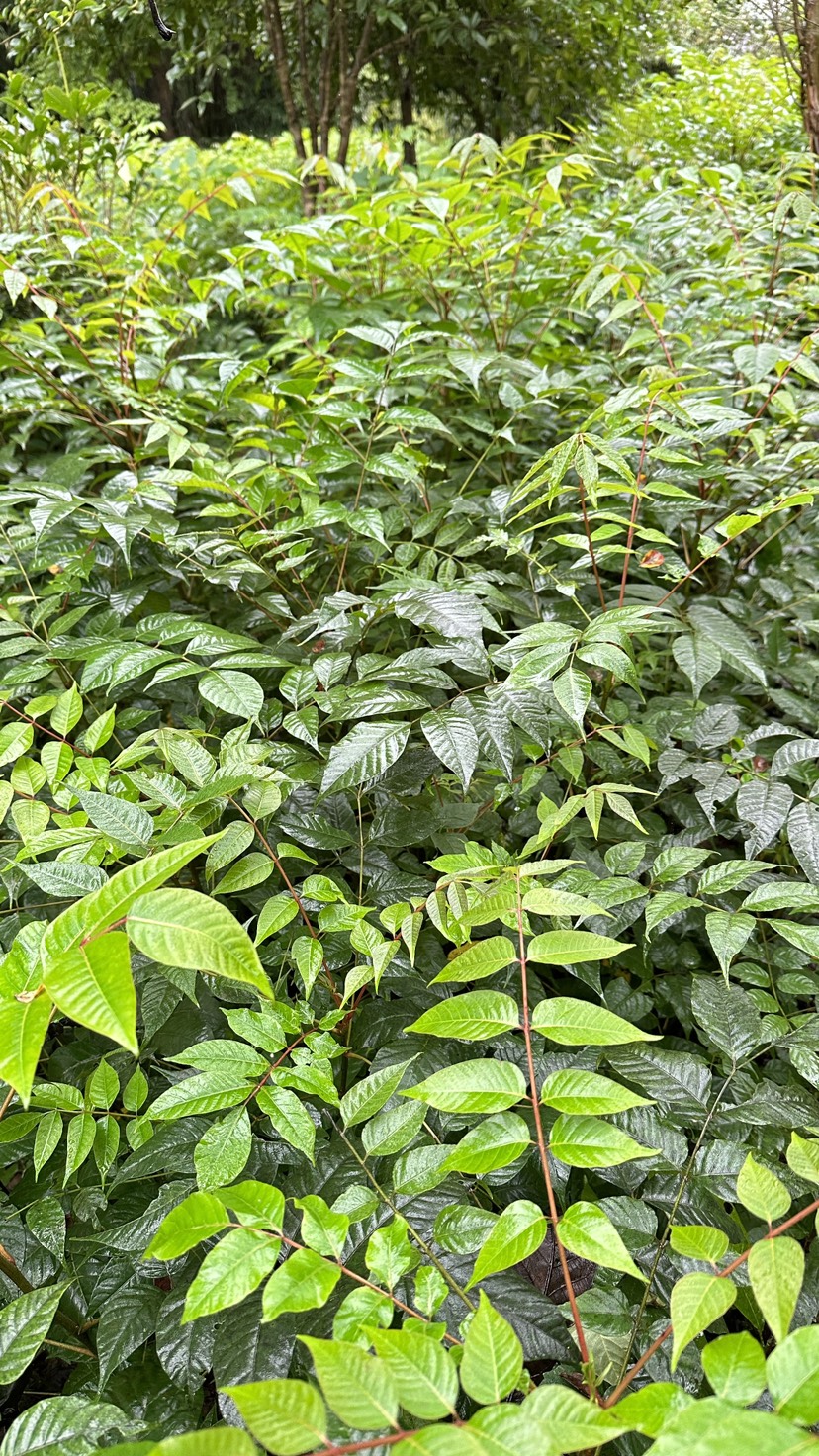 香椿苗，红油香椿，椿树小苗，椿树苗，香椿小苗，春芽子树，