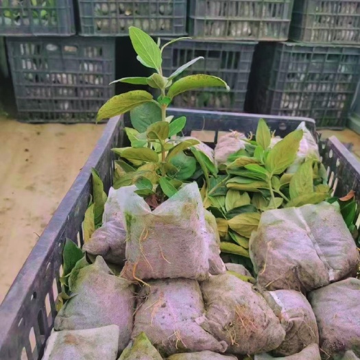 成都中华木绣球小苗