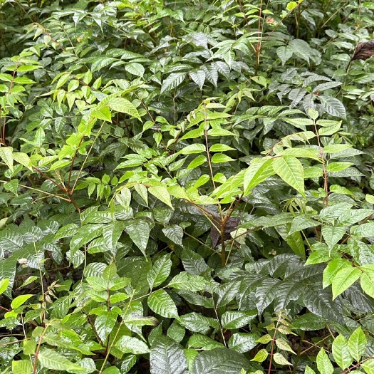 香椿苗，红油香椿，椿树小苗，椿树苗，香椿小苗，春芽子树，