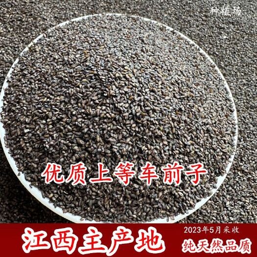 【包邮】车前子 江西车前籽 车前子茶车前实车前草籽 前仁