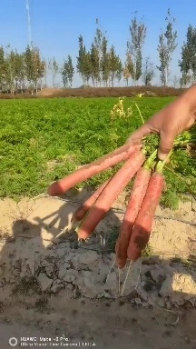 大荔县陕西大荔秤杆红萝卜