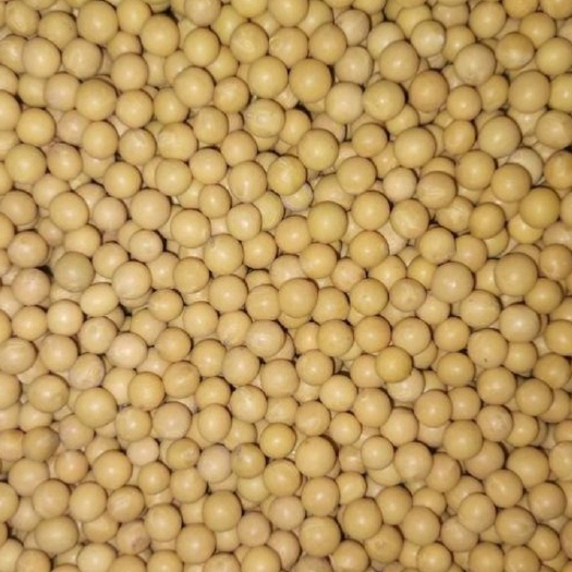 讷河市东北芽豆小金豆