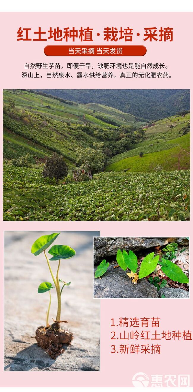 【现挖现发】广西荔浦新鲜大芋头粉香芋蔬菜批发