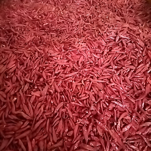涡阳县干辣椒