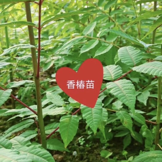 宁强县香椿苗本地红椿（香椿芽）