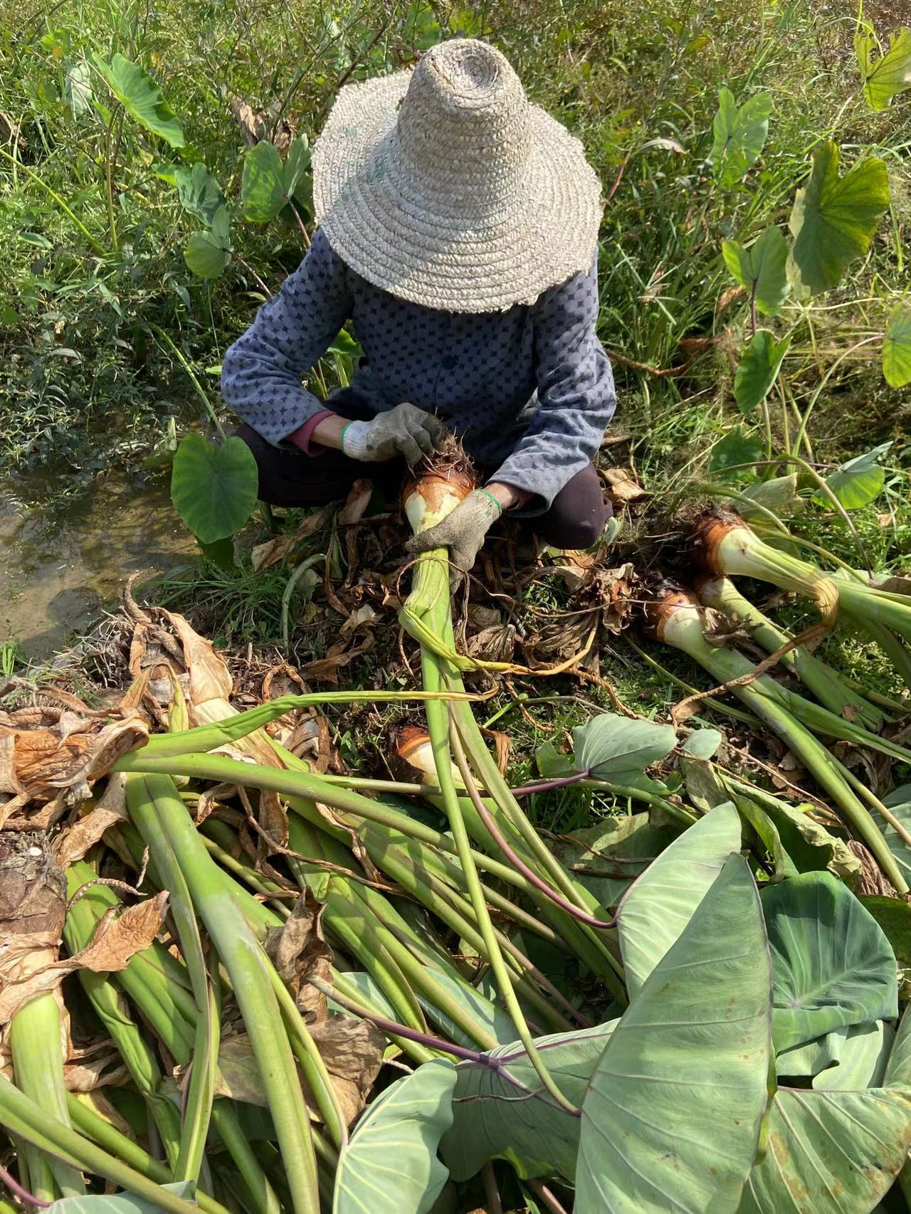 【现挖现发】广西荔浦新鲜大芋头粉香芋蔬菜批发