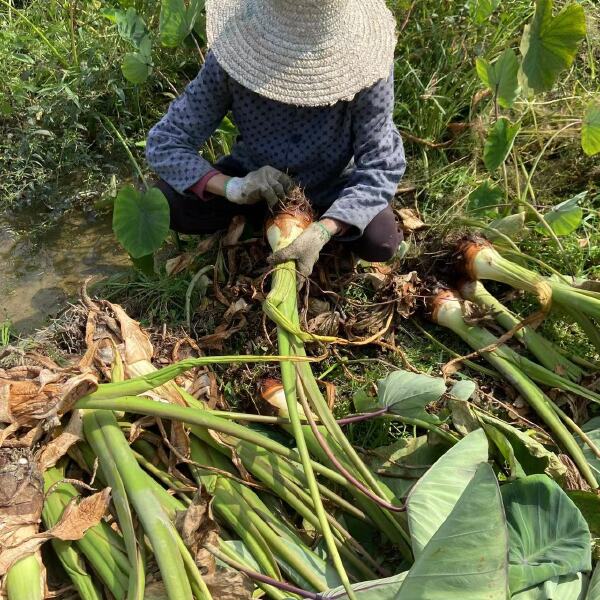 【现挖现发】广西荔浦新鲜大芋头粉香芋蔬菜批发