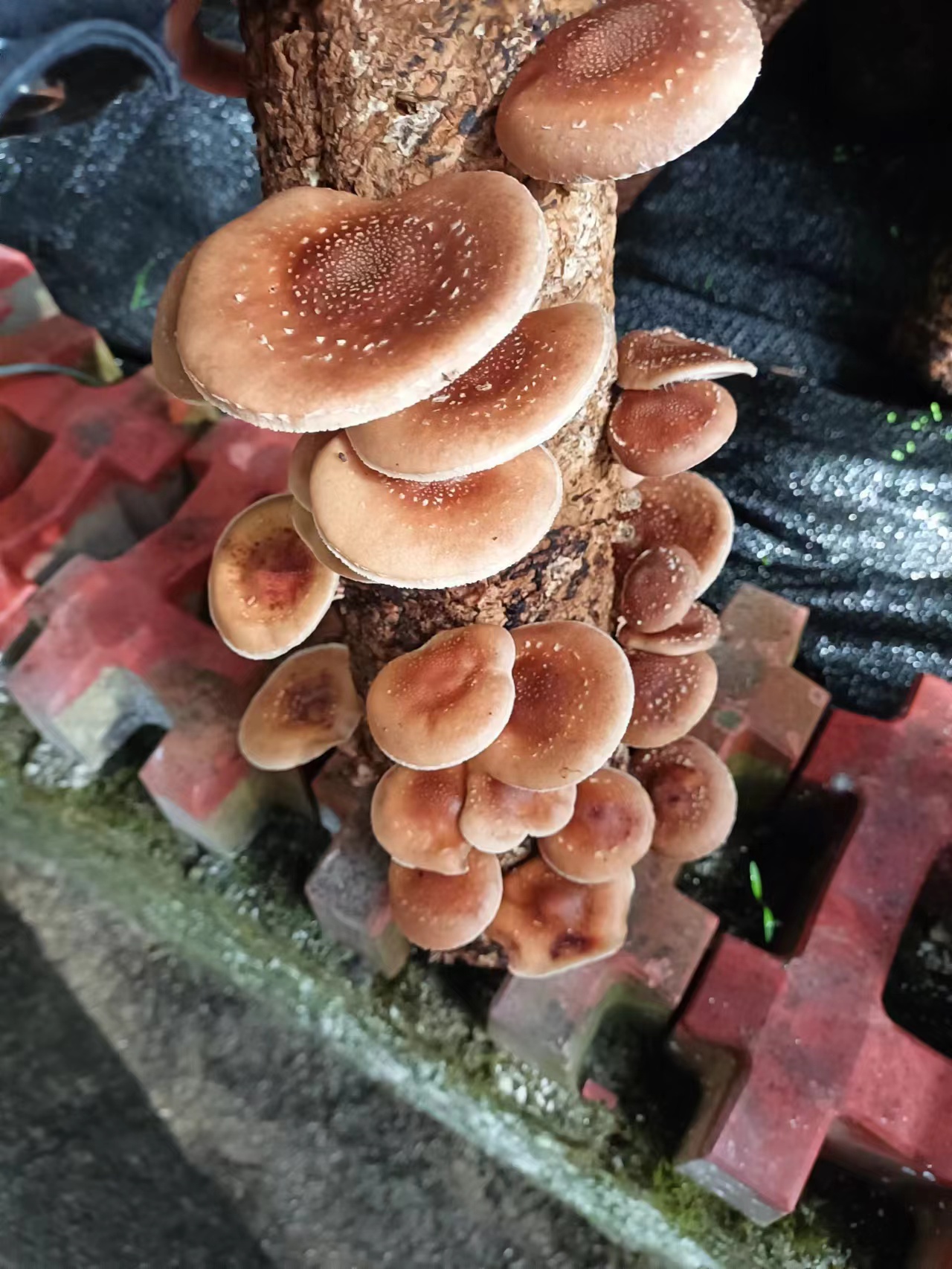 瓮安县马桑菌