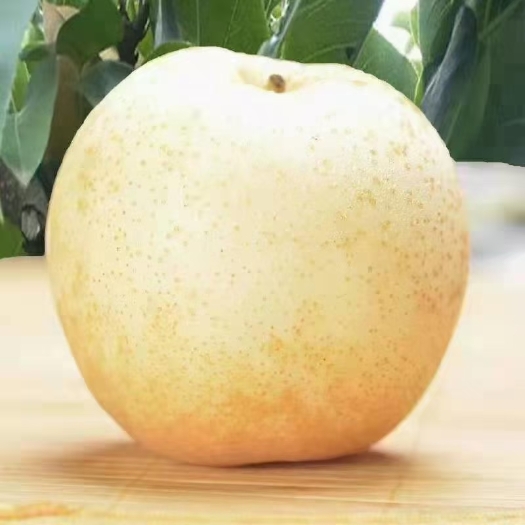 方城县博望黄金梨批发零售