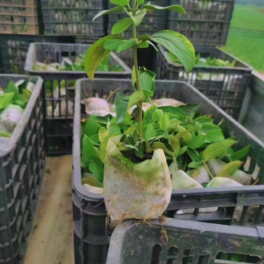 中华木绣球小苗