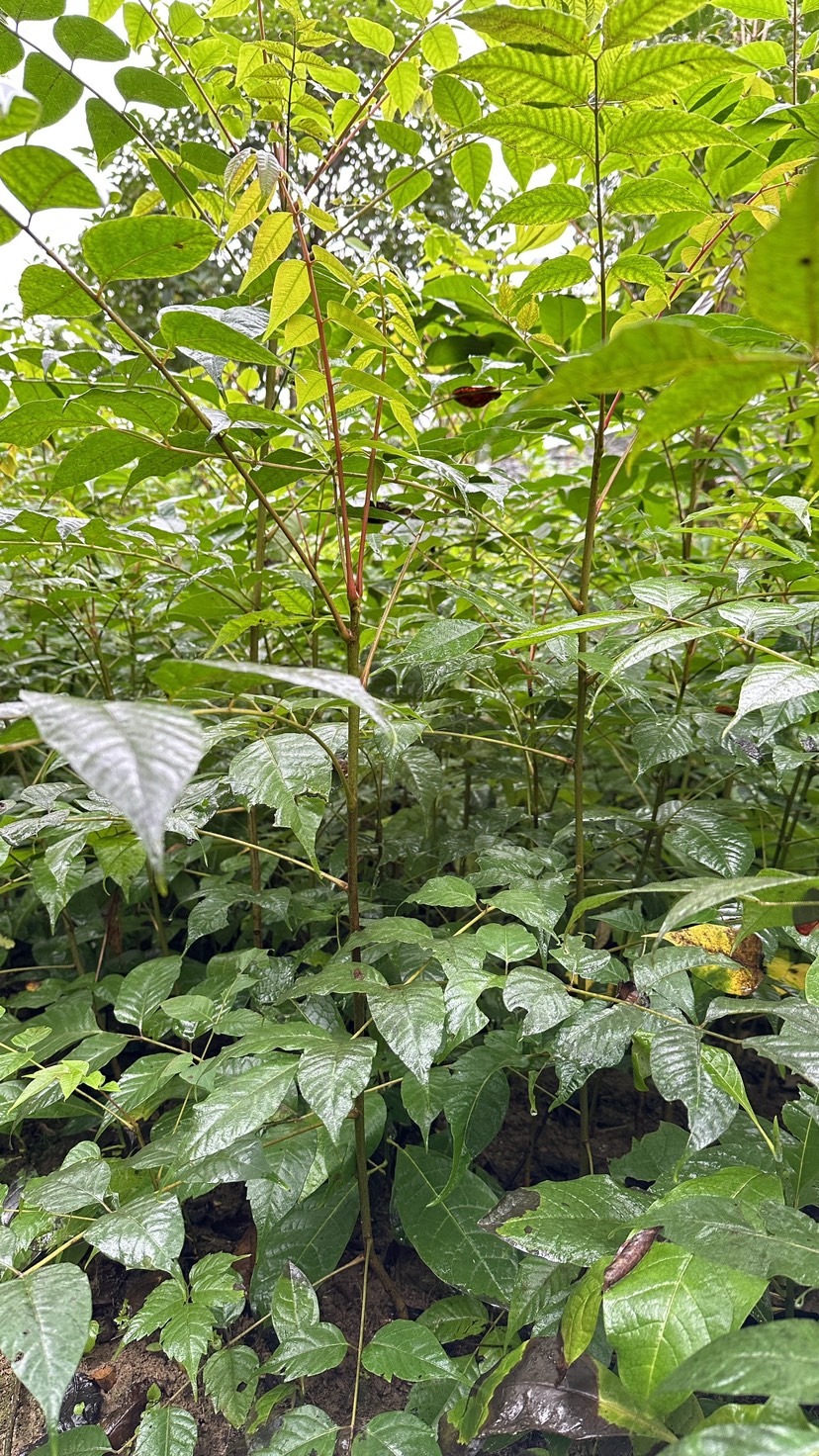 香椿苗，红油香椿，椿树小苗，椿树苗，香椿小苗，春芽子树，