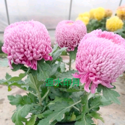 海宁市盆栽菊花