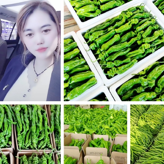 费县线椒大量上市，电商货市场货欢迎下单货源充足价格便宜