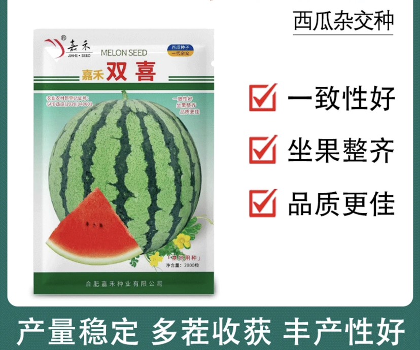 嘉禾双喜美都西瓜苗 嫁接苗 穴盘苗易管理商品性强