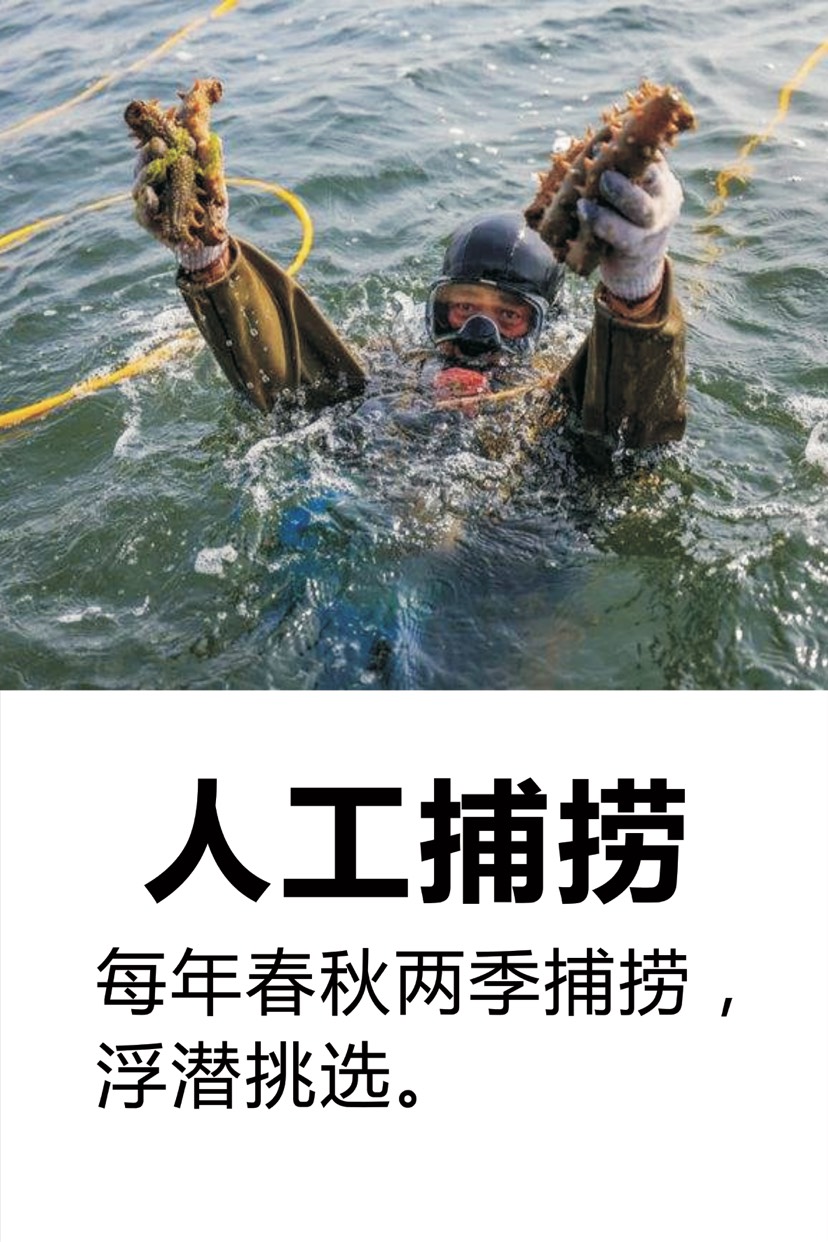 大连活海参批发/海参苗批发