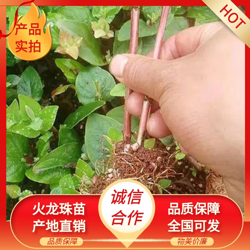 昆明火龙珠苗相思豆