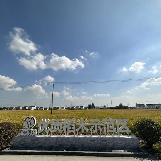 昆山市苏香梗100