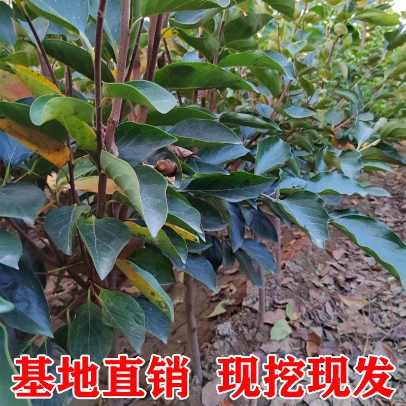 阳丰脆甜柿子树苗南北方种植基地现挖现发盆栽地栽当年结果柿子苗