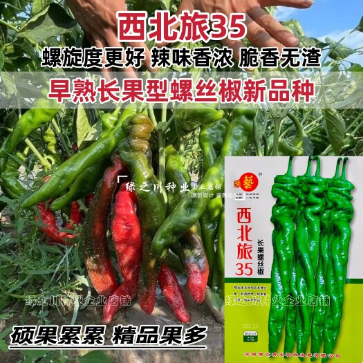 沭阳县正品豫艺螺丝椒种子新品种西北旅35螺丝椒种子特辣香味浓皮薄