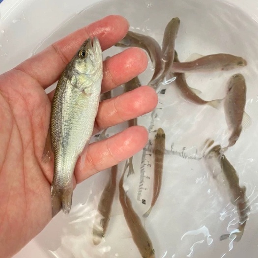 广州加州鲈鱼苗批发基地直发技术指导全国发货量大优惠
