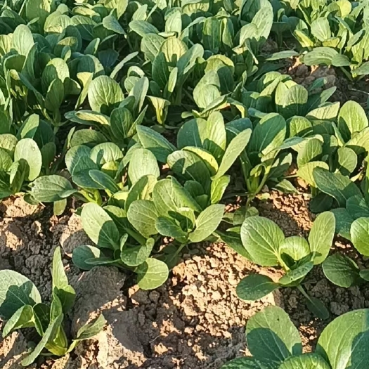 淮安无公害，绿色有机蔬菜。没有添加任何农药化肥激素。经得起检验