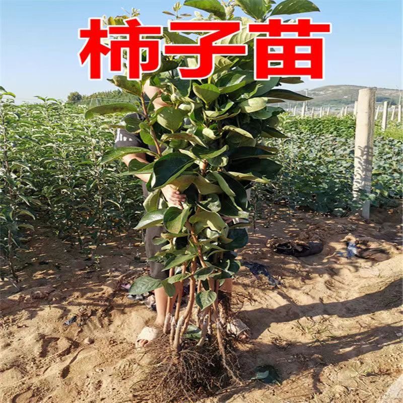 牛心柿子树苗南北方种植基地现挖现发盆栽地栽当年结果柿子树果苗