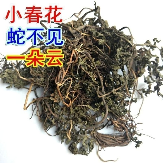 略阳县中药材小春花一朵云阴地蕨蛇不见独脚金鸡阴地厥中草药材包邮