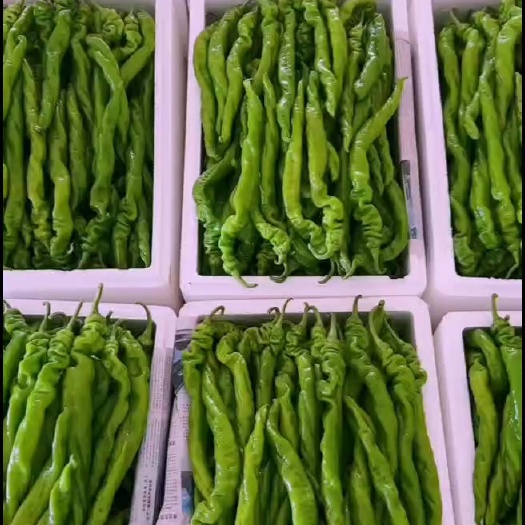 费县精品螺丝椒