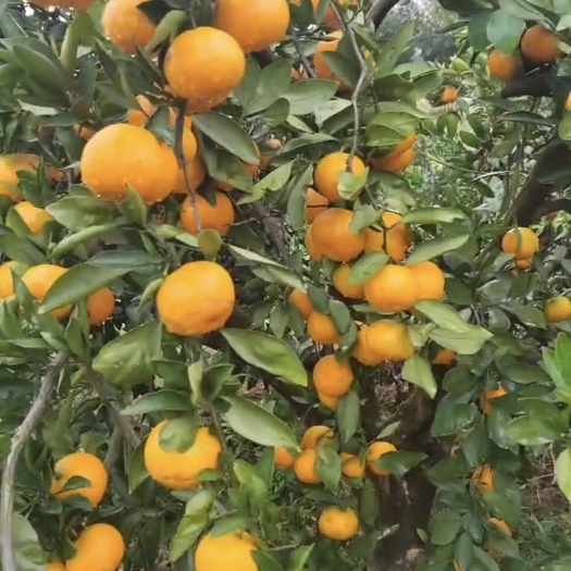 公安县柑橘