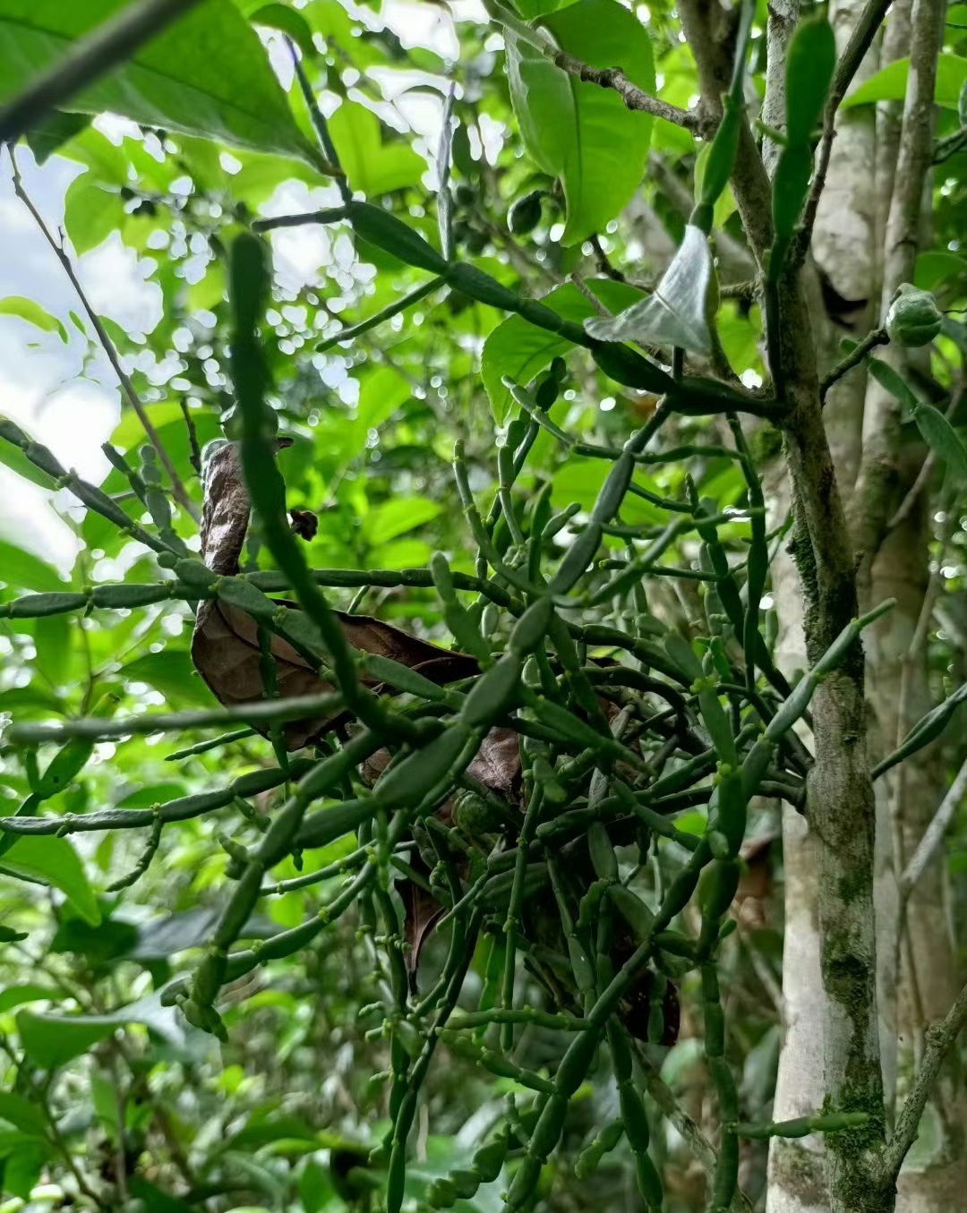 勐海县茶树寄生