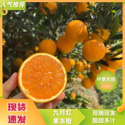 秭归县九月红橙 湖北秭归基地直供规格齐可发各种运输坏损包赔一件包邮