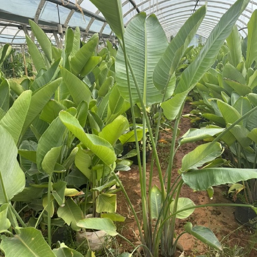 宜良县天堂鸟，鹤望兰，高度1米天堂鸟云南昆明种植基地一手货源
