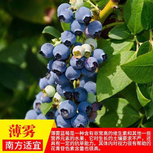 蒙阴县薄雾蓝莓树果苗南北方种植基地现挖现发盆栽地栽当年结果蓝莓树苗