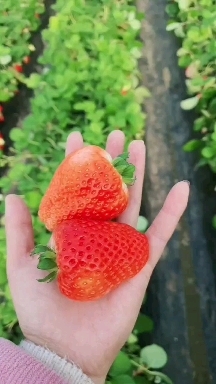 商丘贵妃草莓，专业代收带办代发全国，