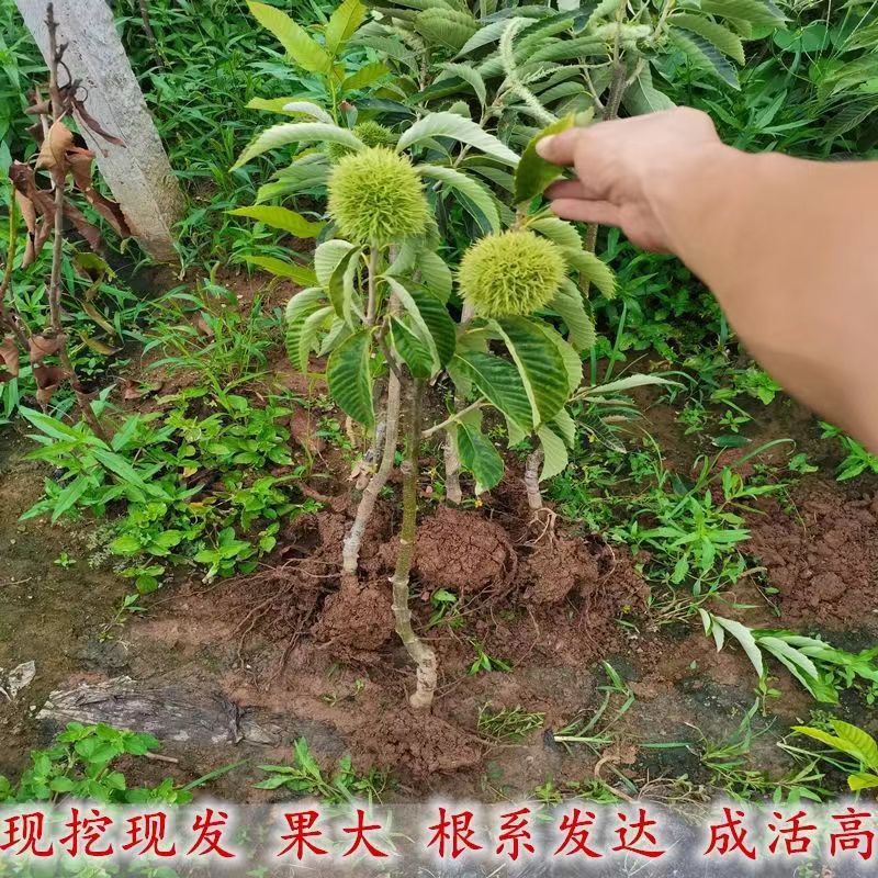 农大一号板栗树苗嫁接板栗苗南北方种植基地现挖现发盆栽地栽果苗