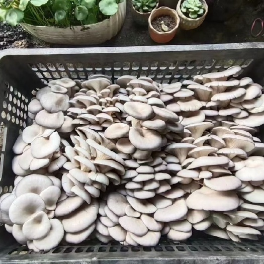 德清县新鲜平菇产地直发